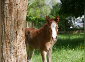 Deutsches Reitpony, Stute, , Fuchs