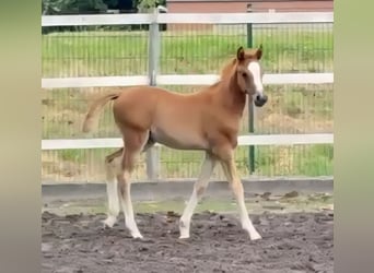 Deutsches Reitpony, Stute, Fohlen (05/2025), Fuchs