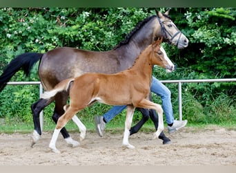 Deutsches Reitpony, Stute, Fohlen (03/2026), Fuchs