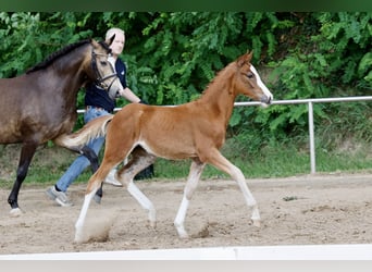 Deutsches Reitpony, Stute, Fohlen (03/2026), Fuchs