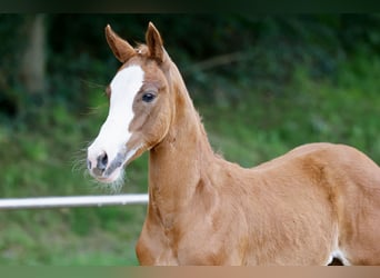 Deutsches Reitpony, Stute, Fohlen (03/2026), Fuchs