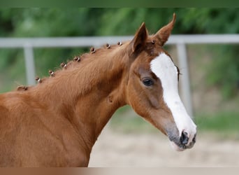 Deutsches Reitpony, Stute, Fohlen (03/2026), Fuchs