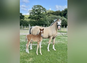 Deutsches Reitpony, Stute, , Fuchs