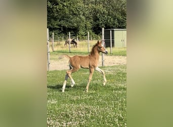 Deutsches Reitpony, Stute, , Fuchs