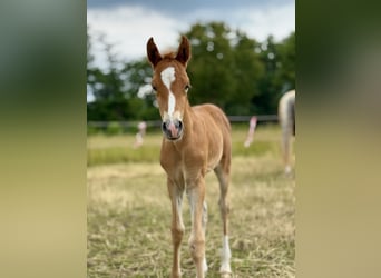 Deutsches Reitpony, Stute, , Fuchs
