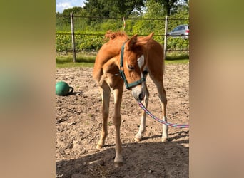 Deutsches Reitpony, Stute, , Fuchs