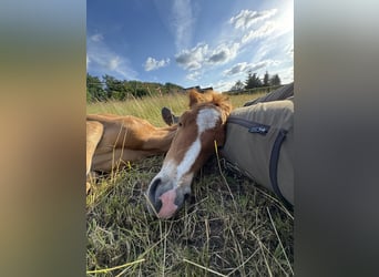 Deutsches Reitpony, Stute, , Fuchs