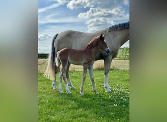 Deutsches Reitpony, Stute, , Fuchs