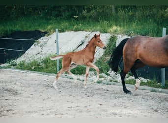 Deutsches Reitpony, Stute, Fohlen (04/2026), Fuchs