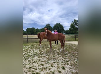 Deutsches Reitpony, Stute, , Fuchs