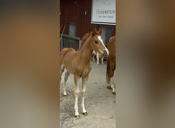 Deutsches Reitpony, Stute, , Fuchs
