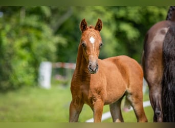 Deutsches Reitpony, Stute, , Fuchs