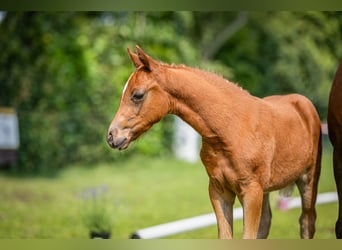 Deutsches Reitpony, Stute, , Fuchs