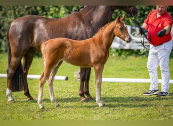 Deutsches Reitpony, Stute, , Fuchs