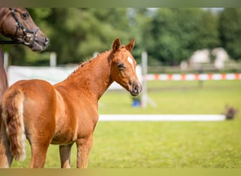 Deutsches Reitpony, Stute, , Fuchs