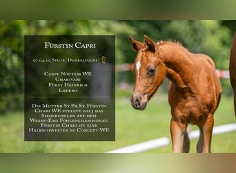 Deutsches Reitpony, Stute, , Fuchs