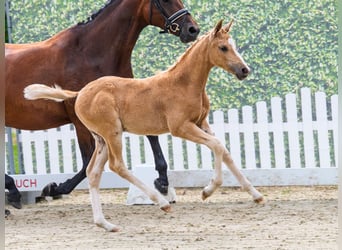Deutsches Reitpony, Stute, Fohlen (05/2026), Palomino