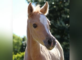 Deutsches Reitpony, Stute, , Palomino
