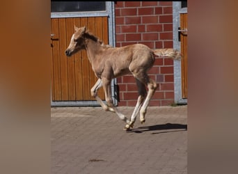 Deutsches Reitpony, Stute, , Palomino