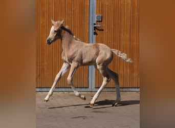 Deutsches Reitpony, Stute, , Palomino