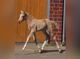 Deutsches Reitpony, Stute, , Palomino