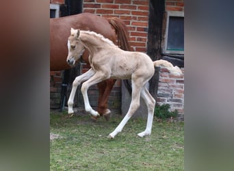 Deutsches Reitpony, Stute, , Palomino