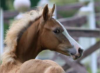 Deutsches Reitpony, Stute, Fohlen (04/2024), Palomino