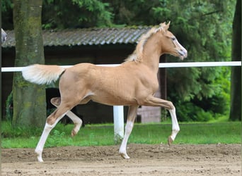 Deutsches Reitpony, Stute, Fohlen (04/2024), Palomino