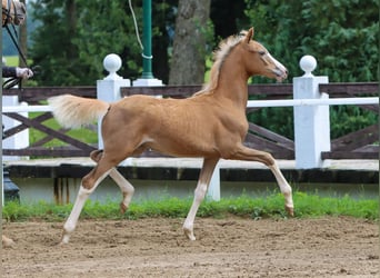 Deutsches Reitpony, Stute, Fohlen (04/2024), Palomino