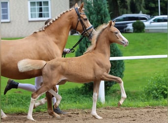 Deutsches Reitpony, Stute, Fohlen (04/2024), Palomino