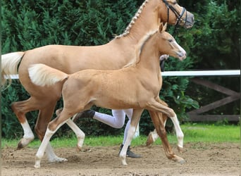 Deutsches Reitpony, Stute, Fohlen (04/2024), Palomino