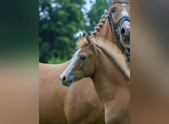 Deutsches Reitpony, Stute, Fohlen (04/2024), Palomino