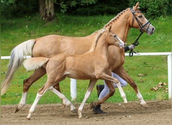 Deutsches Reitpony, Stute, Fohlen (04/2024), Palomino