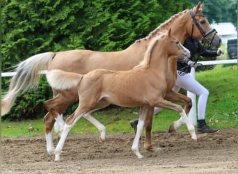 Deutsches Reitpony, Stute, Fohlen (04/2024), Palomino