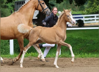 Deutsches Reitpony, Stute, Fohlen (04/2024), Palomino