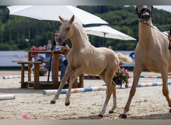 Deutsches Reitpony, Stute, Fohlen (05/2026), Palomino