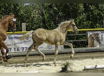Deutsches Reitpony, Stute, Fohlen (04/2026), Palomino