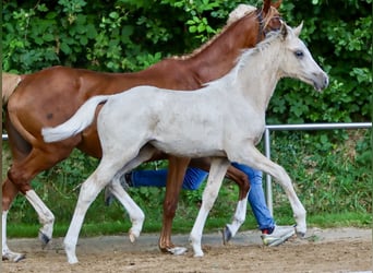 Deutsches Reitpony, Stute, Fohlen (04/2024), Palomino