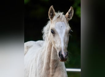 Deutsches Reitpony, Stute, Fohlen (04/2024), Palomino