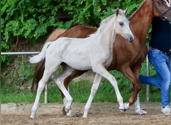 Deutsches Reitpony, Stute, Fohlen (04/2024), Palomino