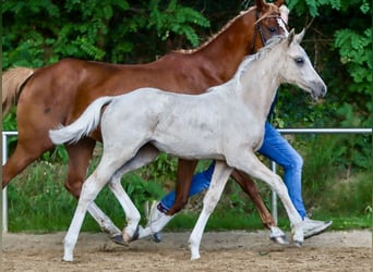 Deutsches Reitpony, Stute, Fohlen (04/2024), Palomino