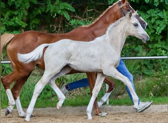 Deutsches Reitpony, Stute, Fohlen (04/2024), Palomino