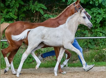 Deutsches Reitpony, Stute, Fohlen (04/2024), Palomino