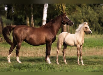 Deutsches Reitpony, Stute, Fohlen (05/2026), Palomino