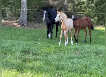 Deutsches Reitpony, Stute, Fohlen (05/2025), Palomino