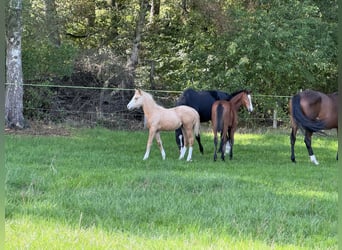 Deutsches Reitpony, Stute, Fohlen (05/2025), Palomino