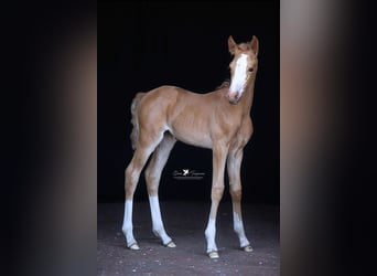 Deutsches Reitpony, Stute, , Palomino
