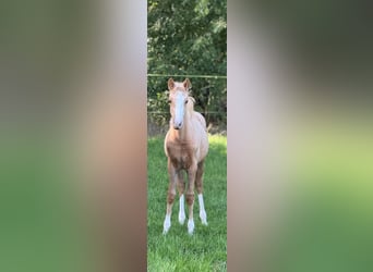 Deutsches Reitpony, Stute, Fohlen (06/2025), Palomino