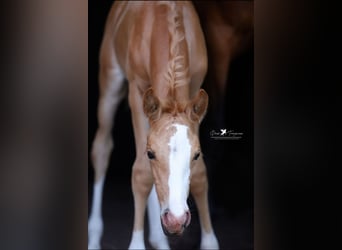 Deutsches Reitpony, Stute, , Palomino