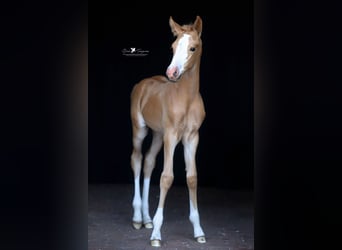 Deutsches Reitpony, Stute, , Palomino